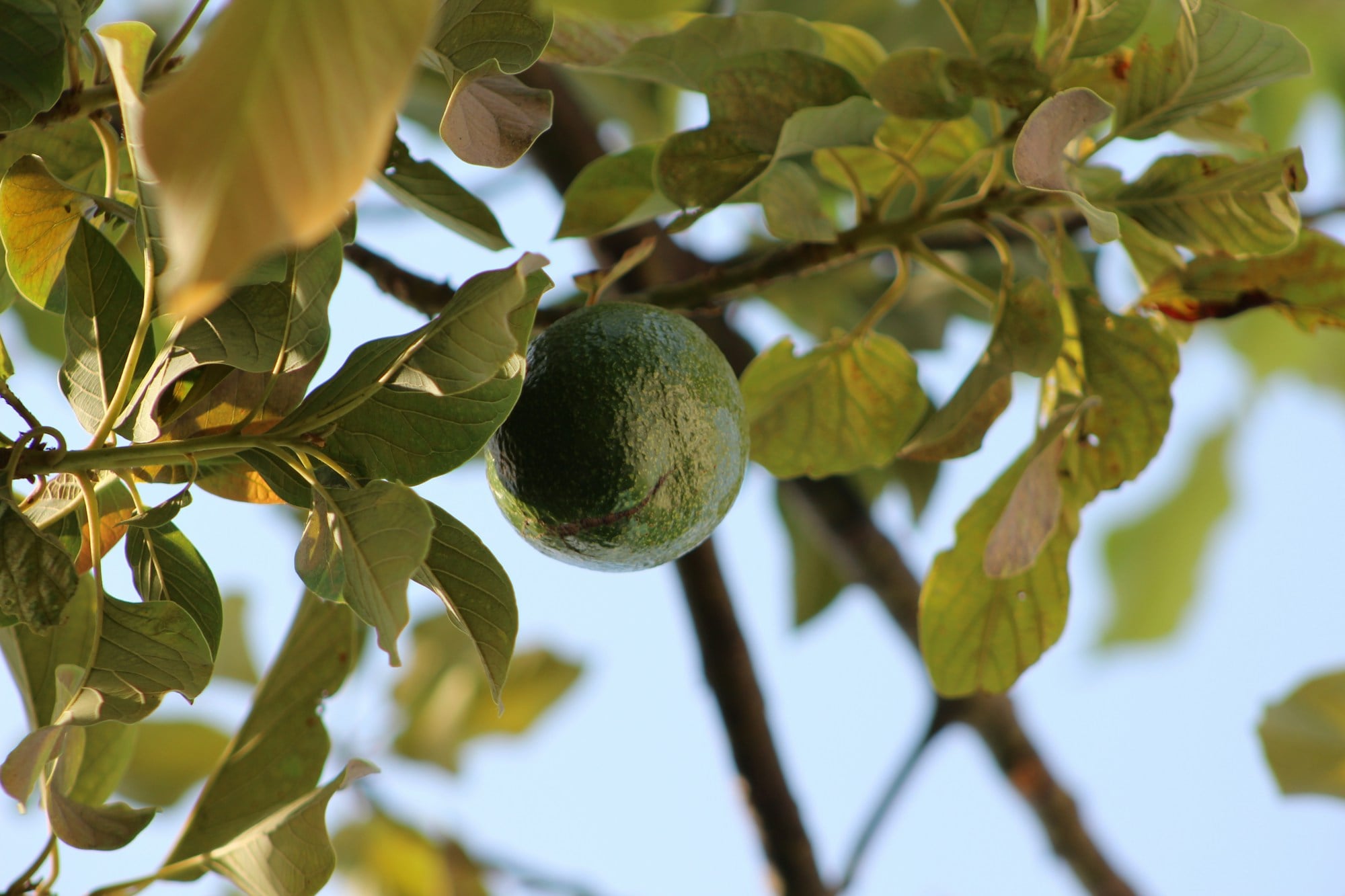 A fresh avocado hanging from a sunlit leafy branch